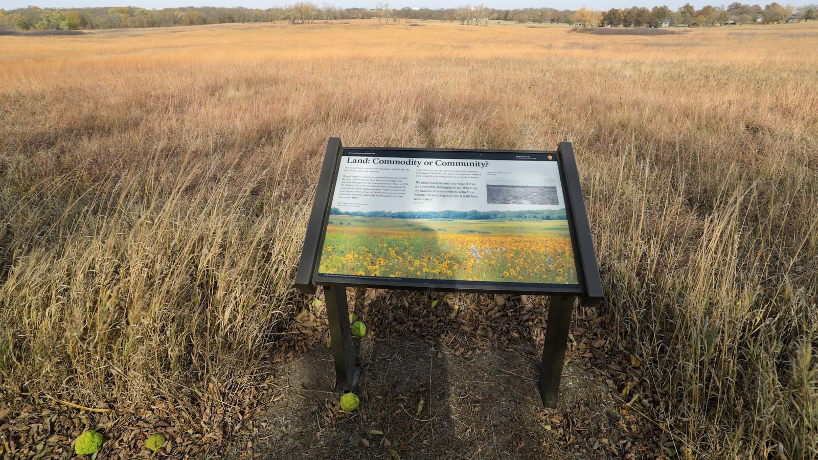 Informational sign stands in front of restored tallgrass prairie.