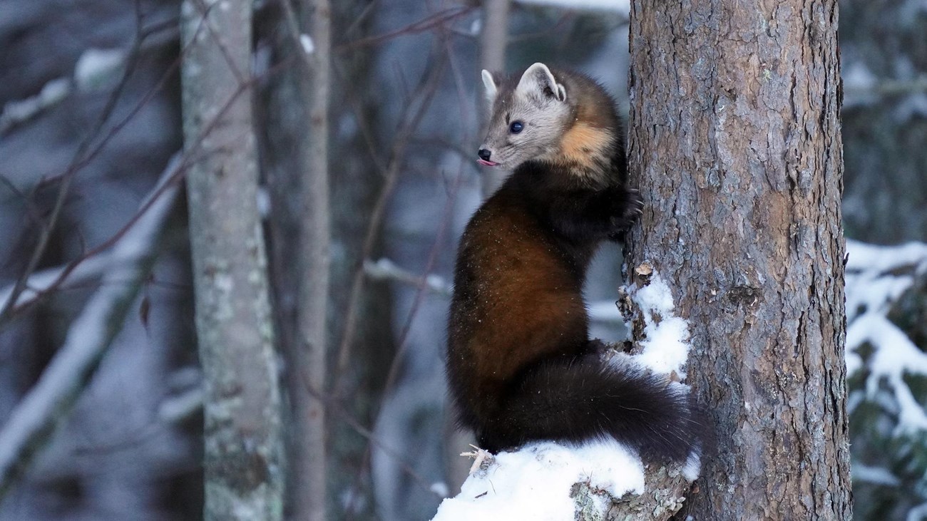 An animal with short limbs and a bushy tail sits on a snow-covered tree branch.