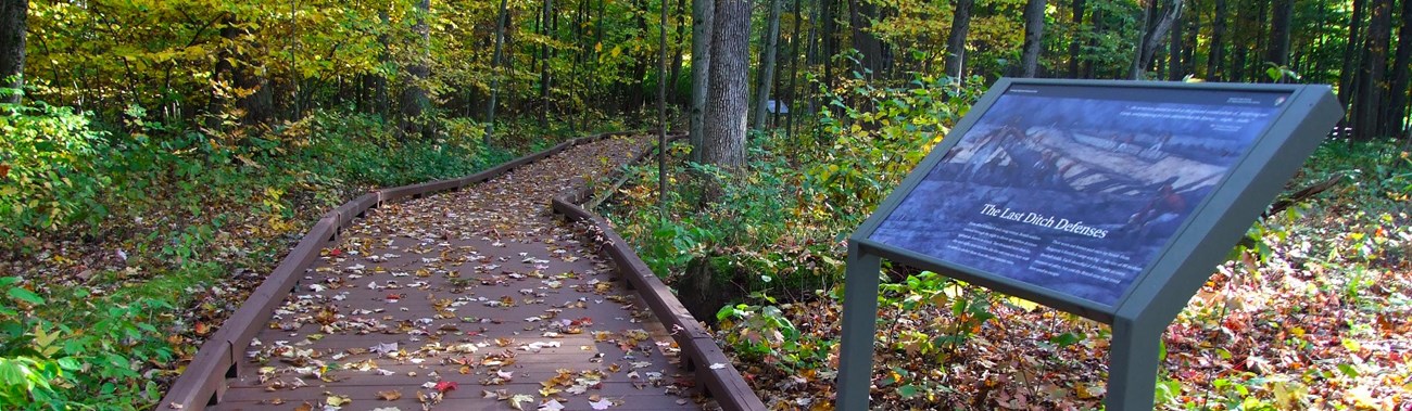 Boardwalk surrounded by tree cover