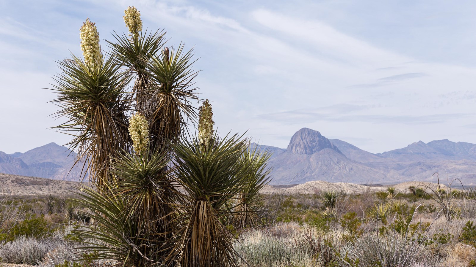 Several yuccas with white blooms are highlighted against a mountain landscape.