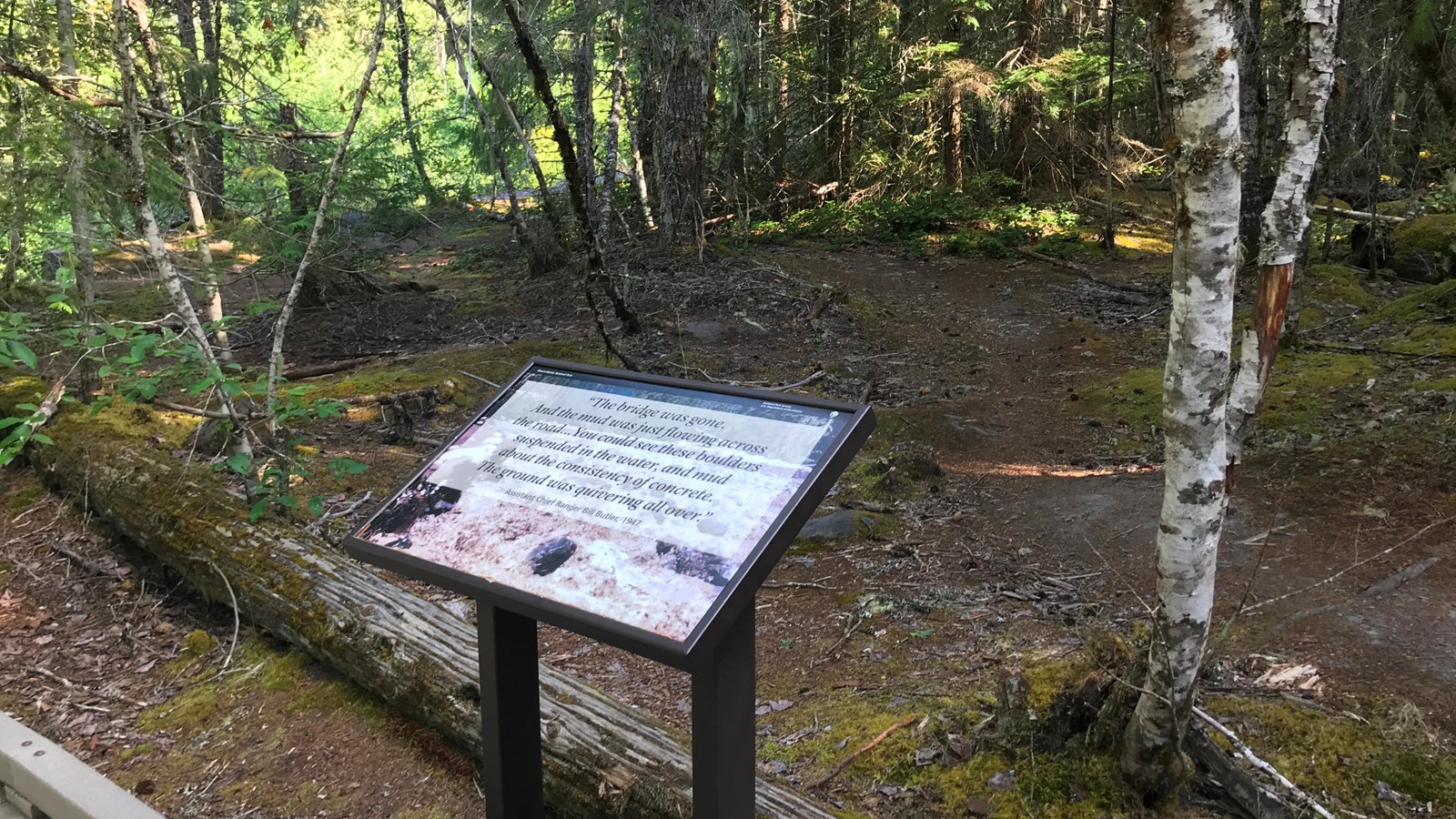 An exhibit panel next to a boardwalk looking into a forest.
