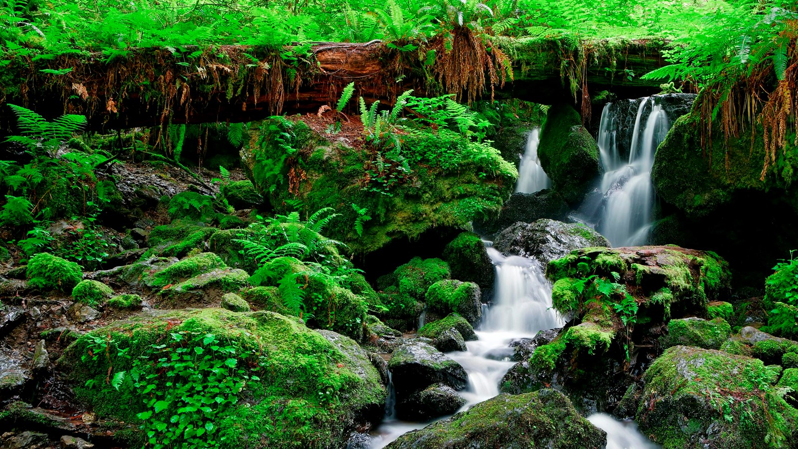 Fern and moss-covered rocks with water flowing over them.