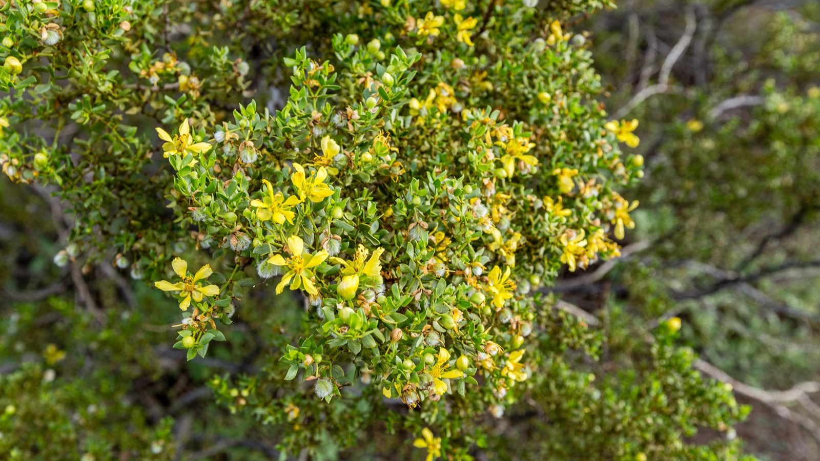 A bushy plant with tiny, waxy leaves is covered in small yellow blossoms.