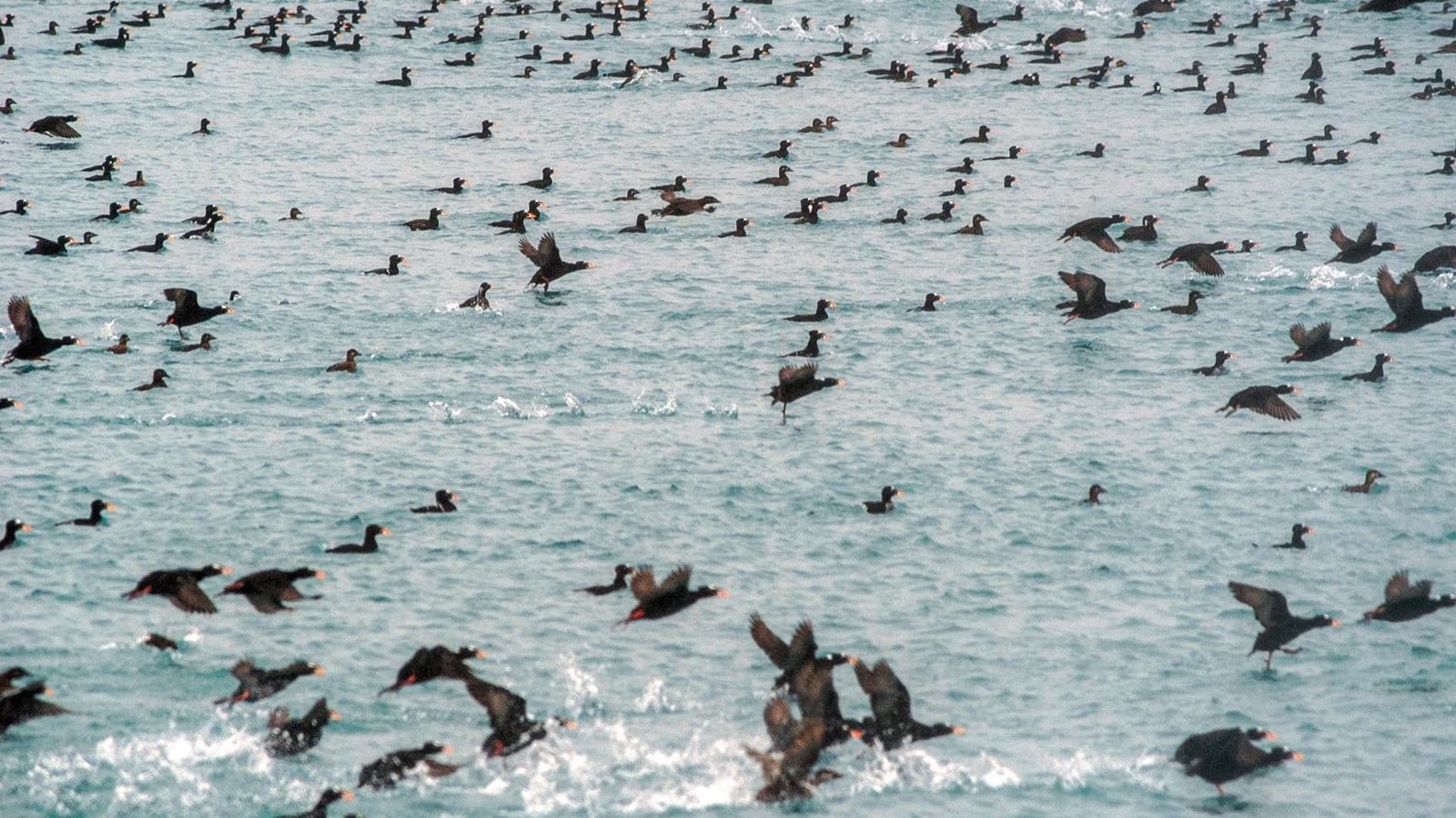 Hundreds of surf scoters fill the frame on flat water, several are taking flight.