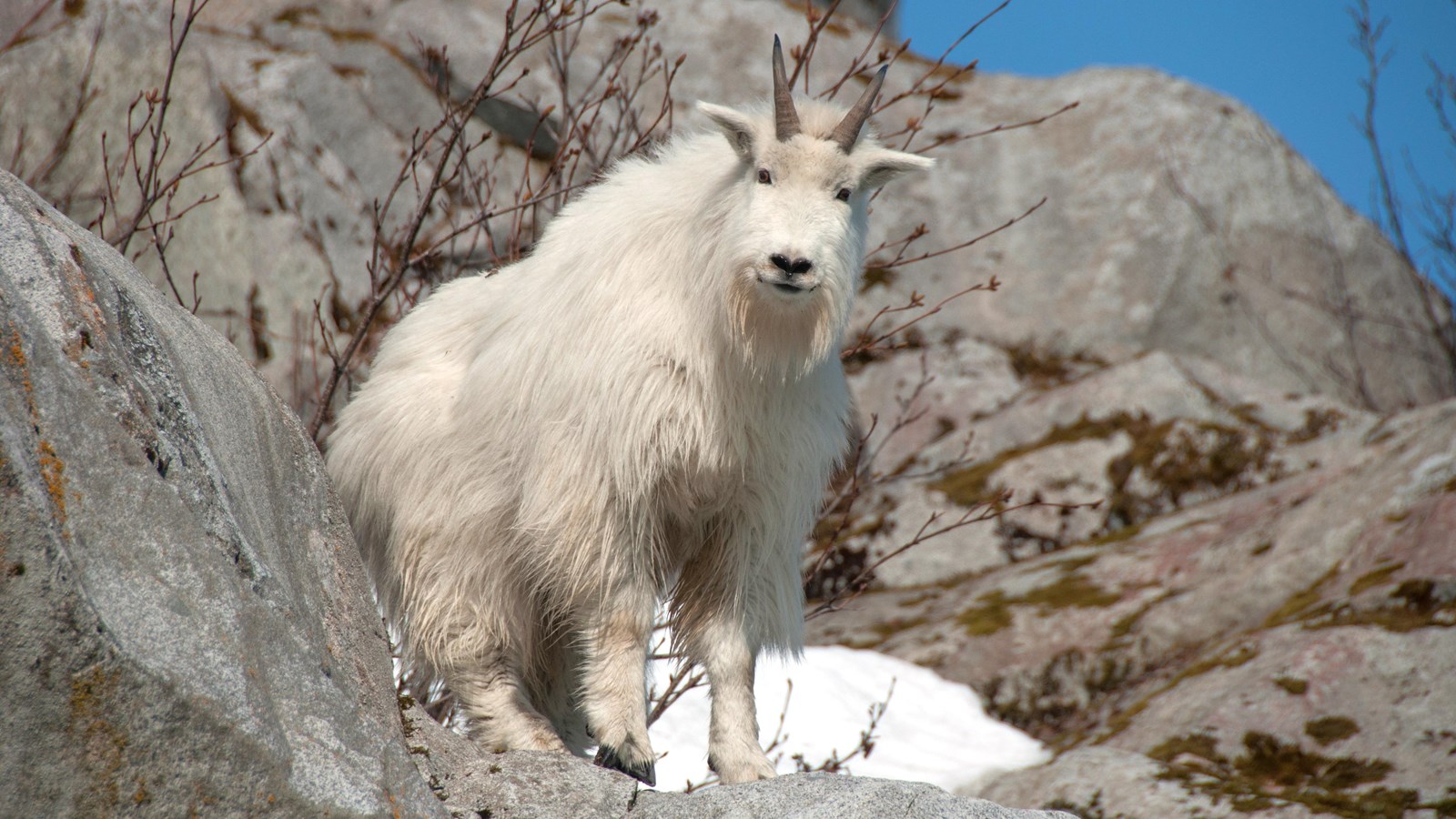 a mountain goat with thick white coat looks toward the camera.