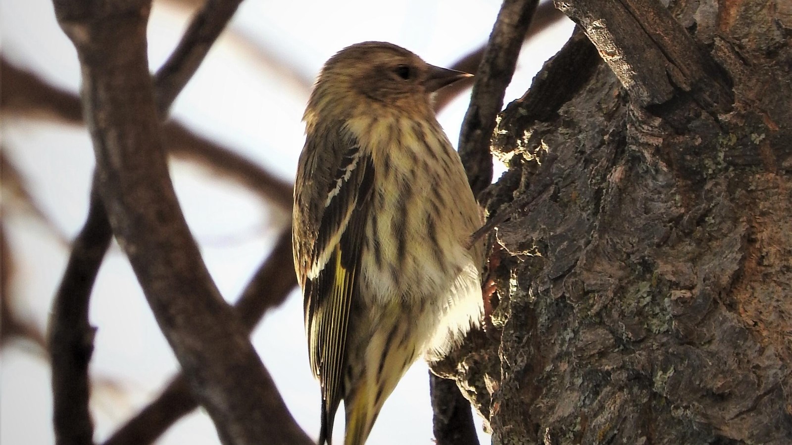 A small bird clings to the side of a tree.