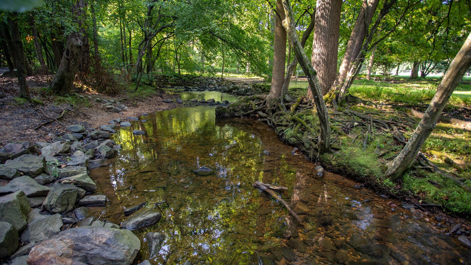 A clear creek with a rocky bottom with tree roots and large rocks along the banks.