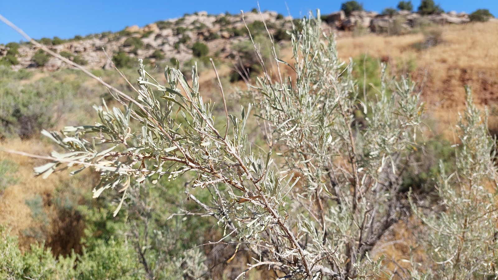 A close up image of grayish-green foliage on a shrub with dry desert scenery in the backdrop.