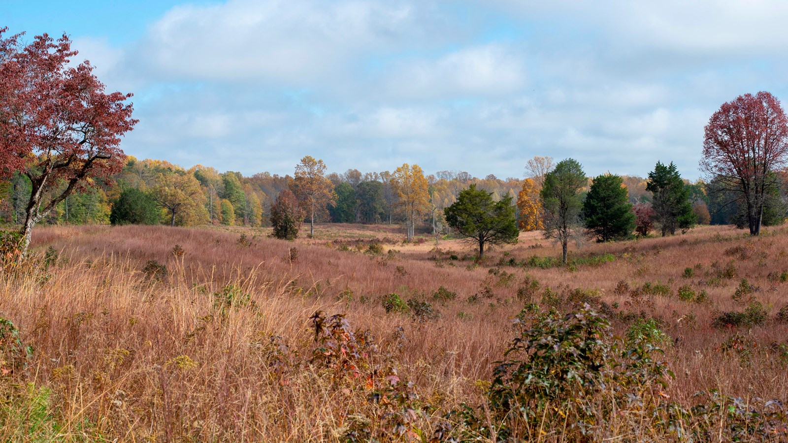 A swale through an open field with tall grasses and woods in the distance.