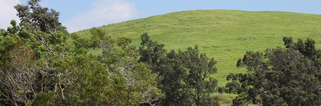 Grass-covered hill with trees below