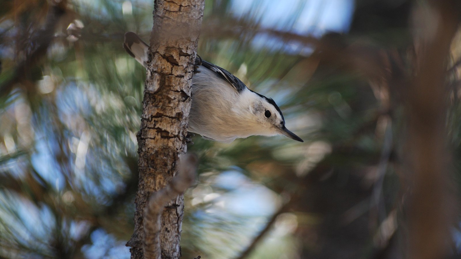 A small, white bird perches sideways on a pine branch.