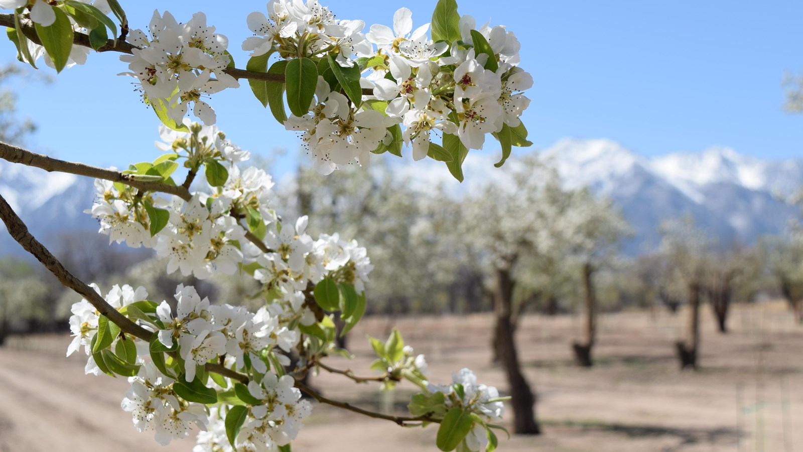 Pear trees with white blossoms
