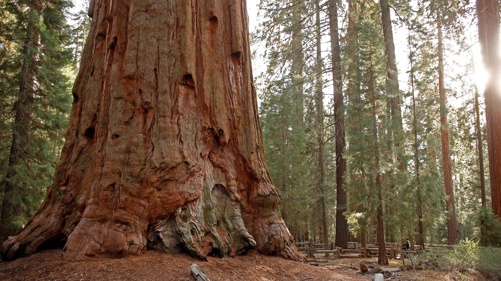 Sequoia trunk surrounded by much smaller trees