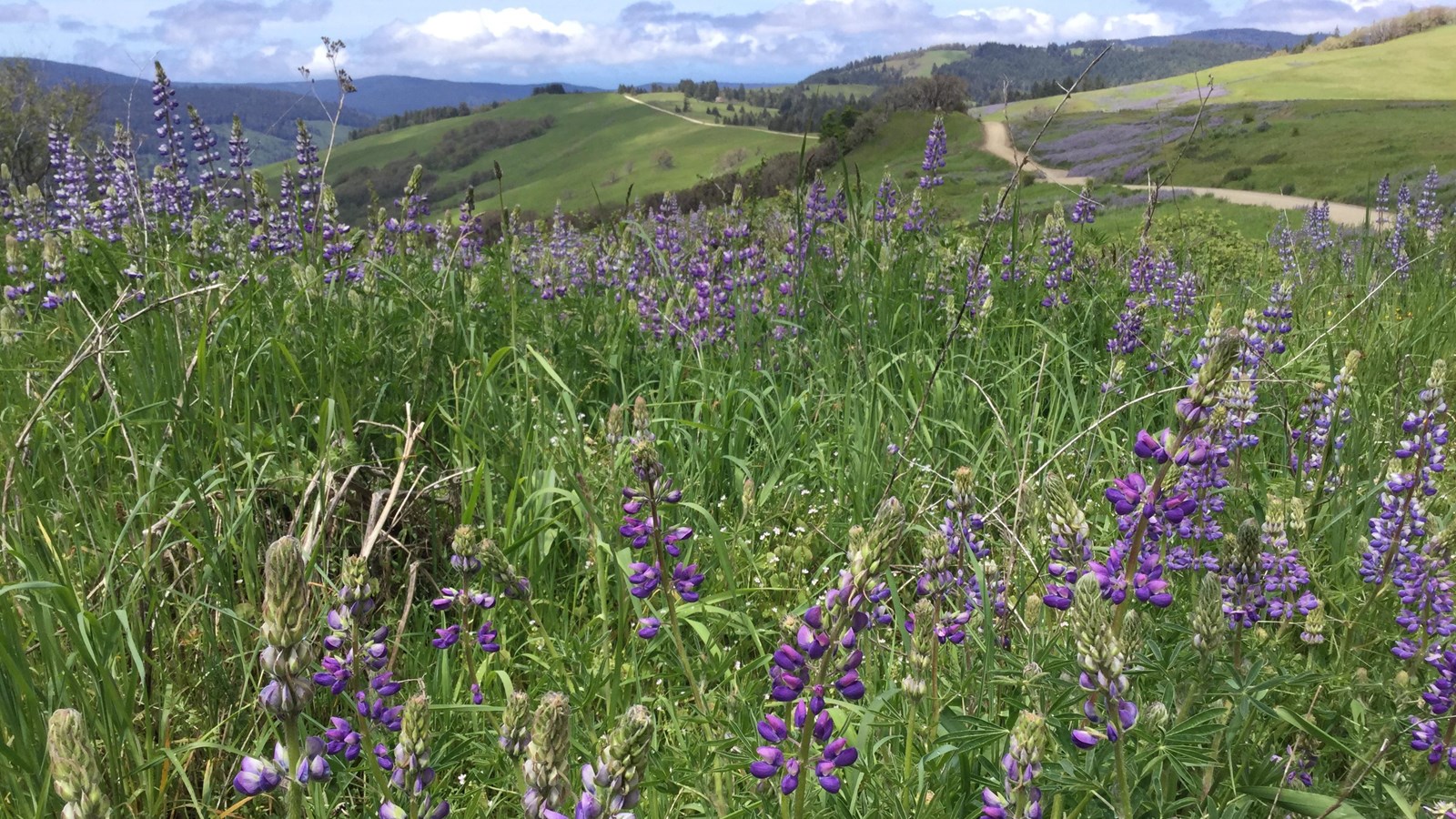 Purple flowers cover a green hillside. A dirt road is in the distance.