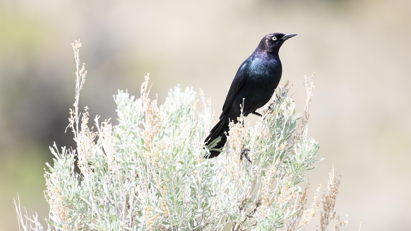 A blackbird in a shrub