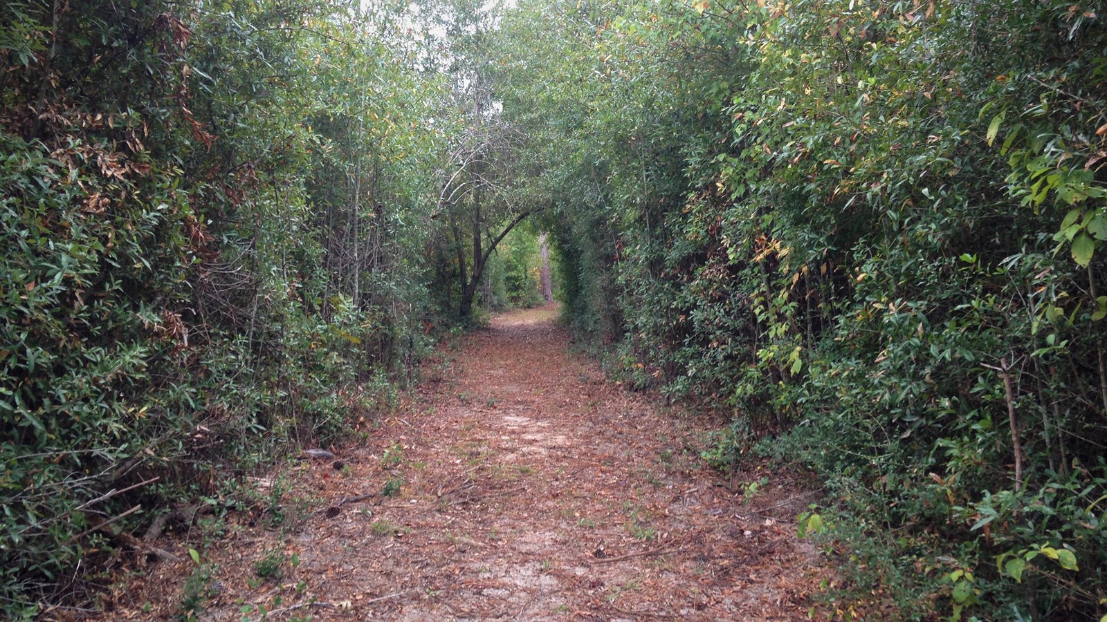 dense vegetation on both sides of a trail, giving the impression of tree tunnel