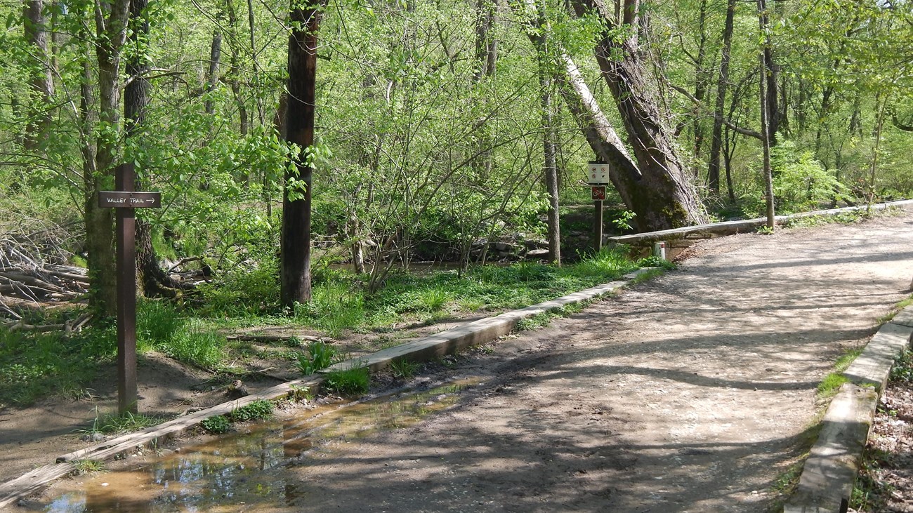 A wide muddy trail cuts through trees