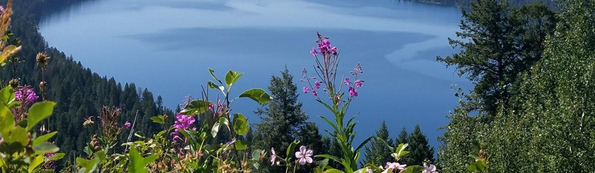 Pink flowers stand in front of a lake surrounded by trees.