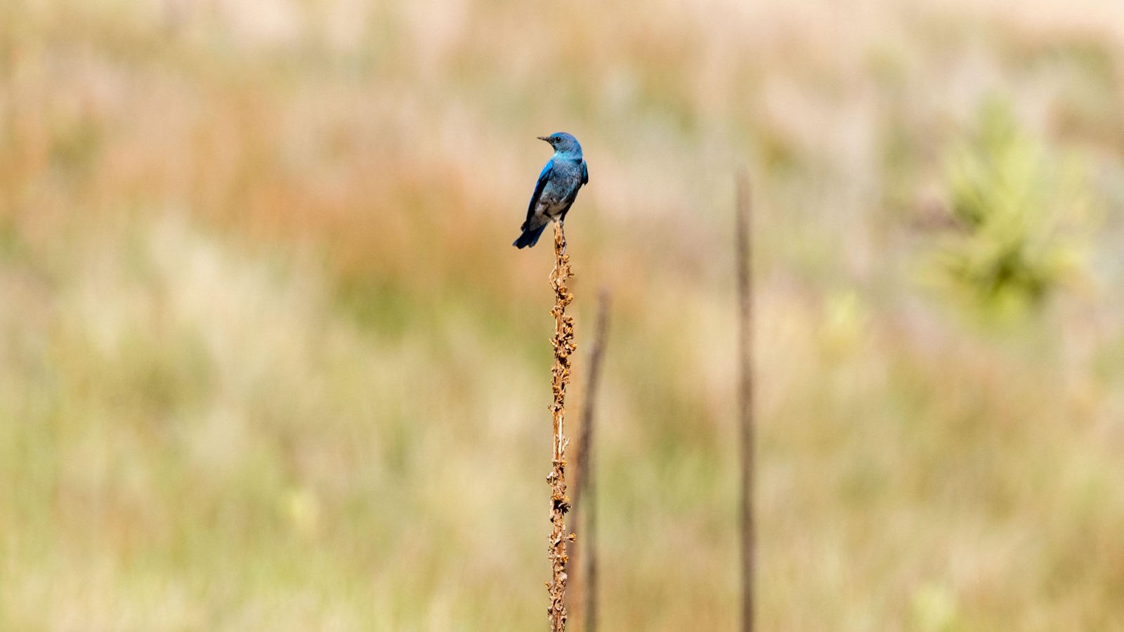 A mountain bluebird perched on a tall stalk in a grassland.