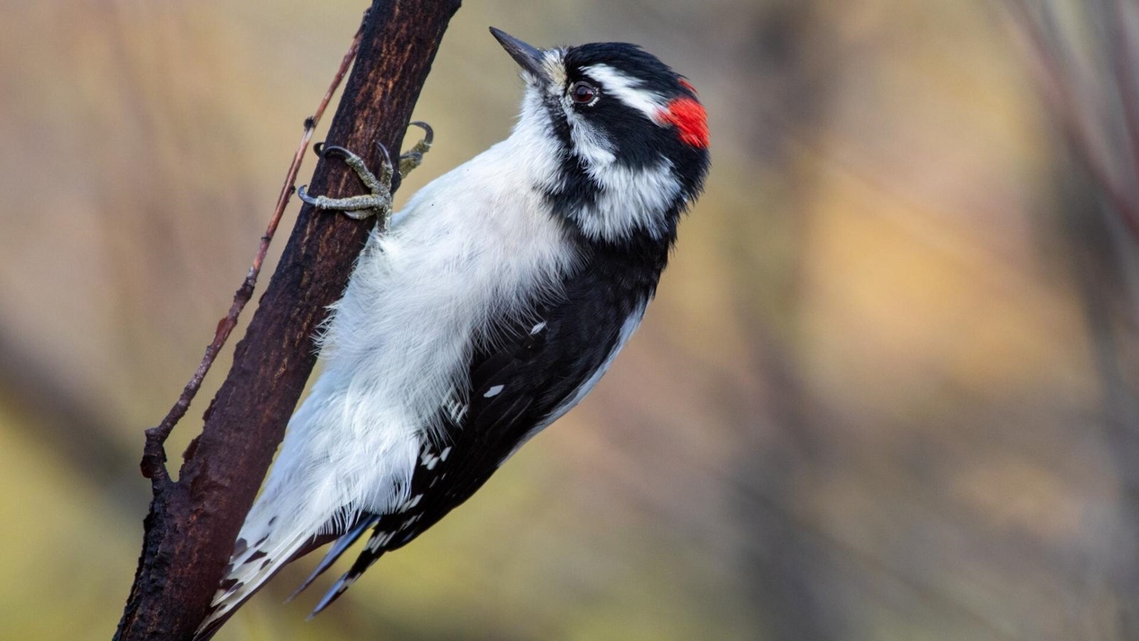 A downy woodpecker clings to a small tree branch