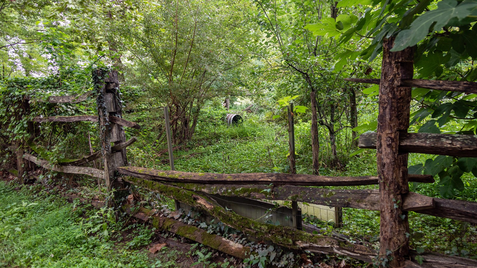 An overgrown garden with small trees lined with a wood split rail fence.
