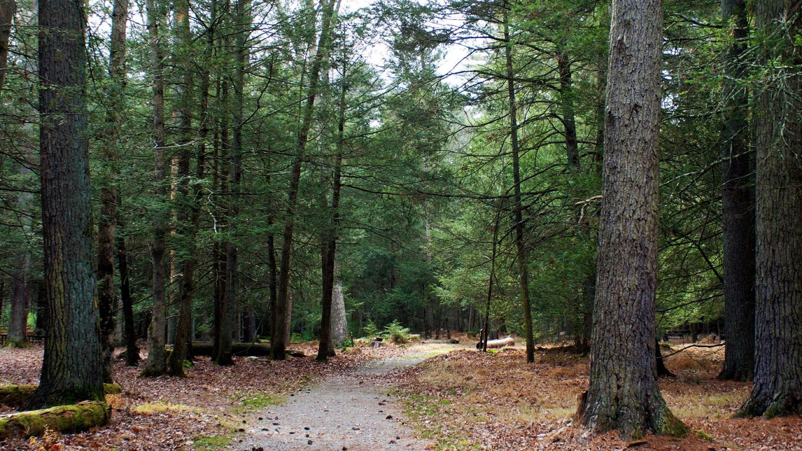 A trail through evergreen trees. 