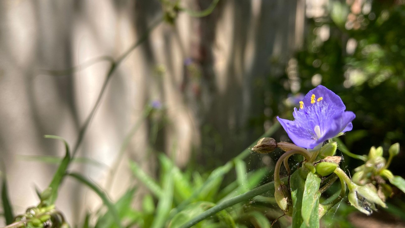 a single spider wort flower with shadows casted on the lime wall behind it