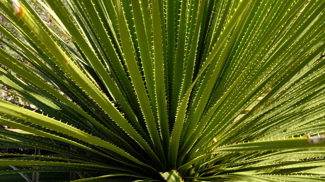 Close up of the sotol plant.