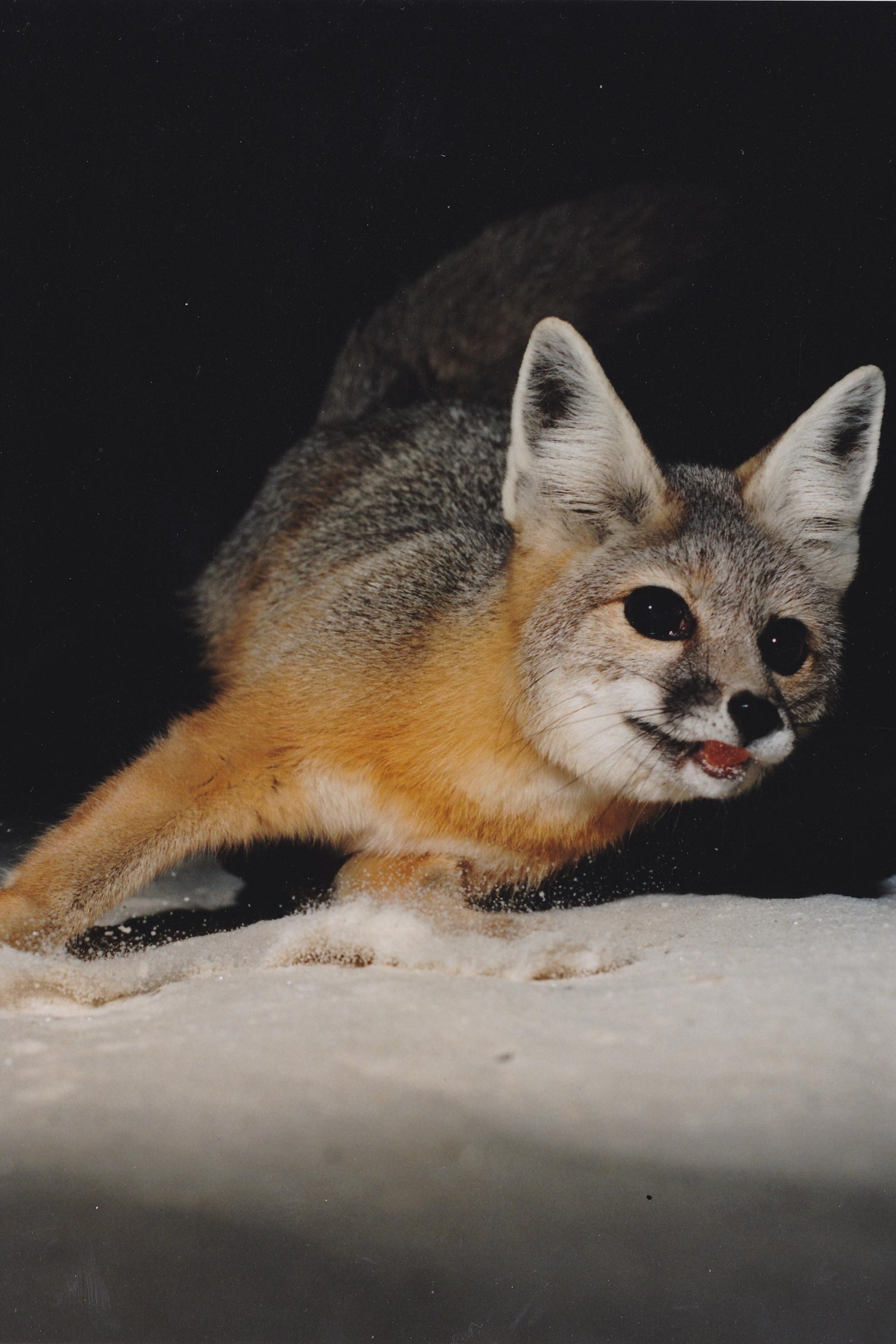 A small, gray and orange fox darts away from a trail camera flash on white sand at night