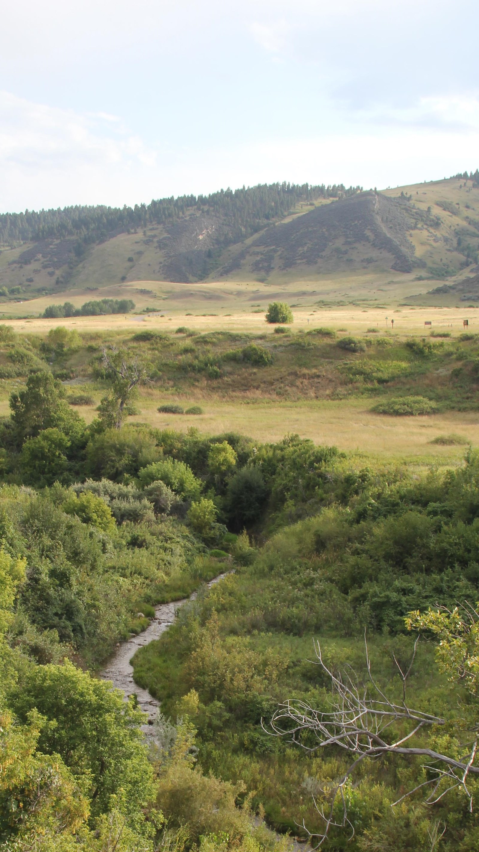 A small creek runs through a lush green creek bottom.