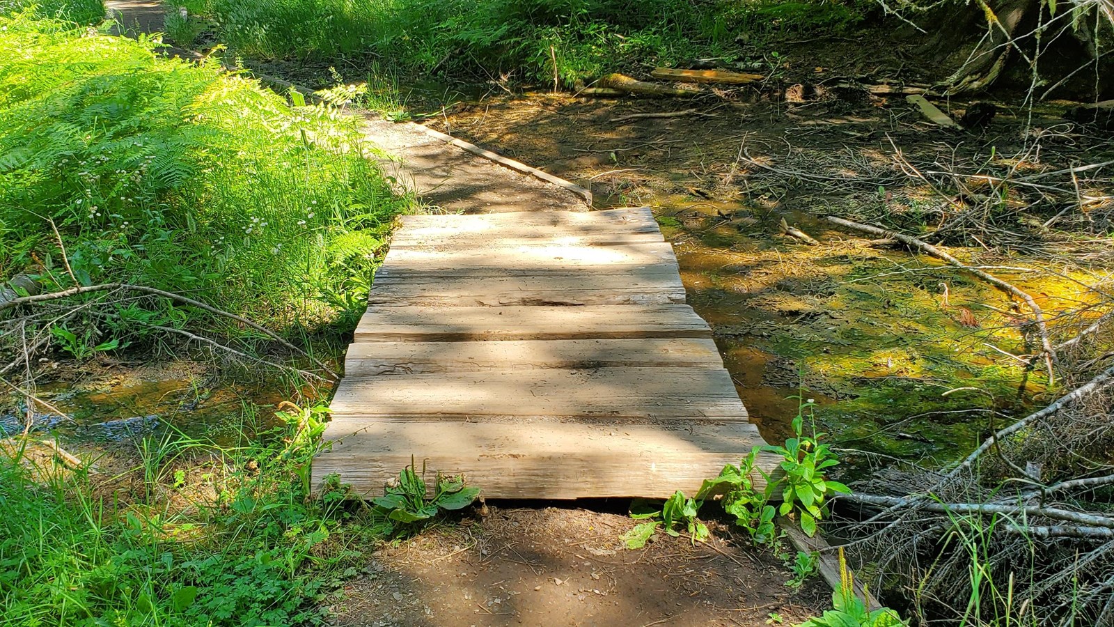 Trail crosses a 4 foot long bridge and continues past wet patches of forest.