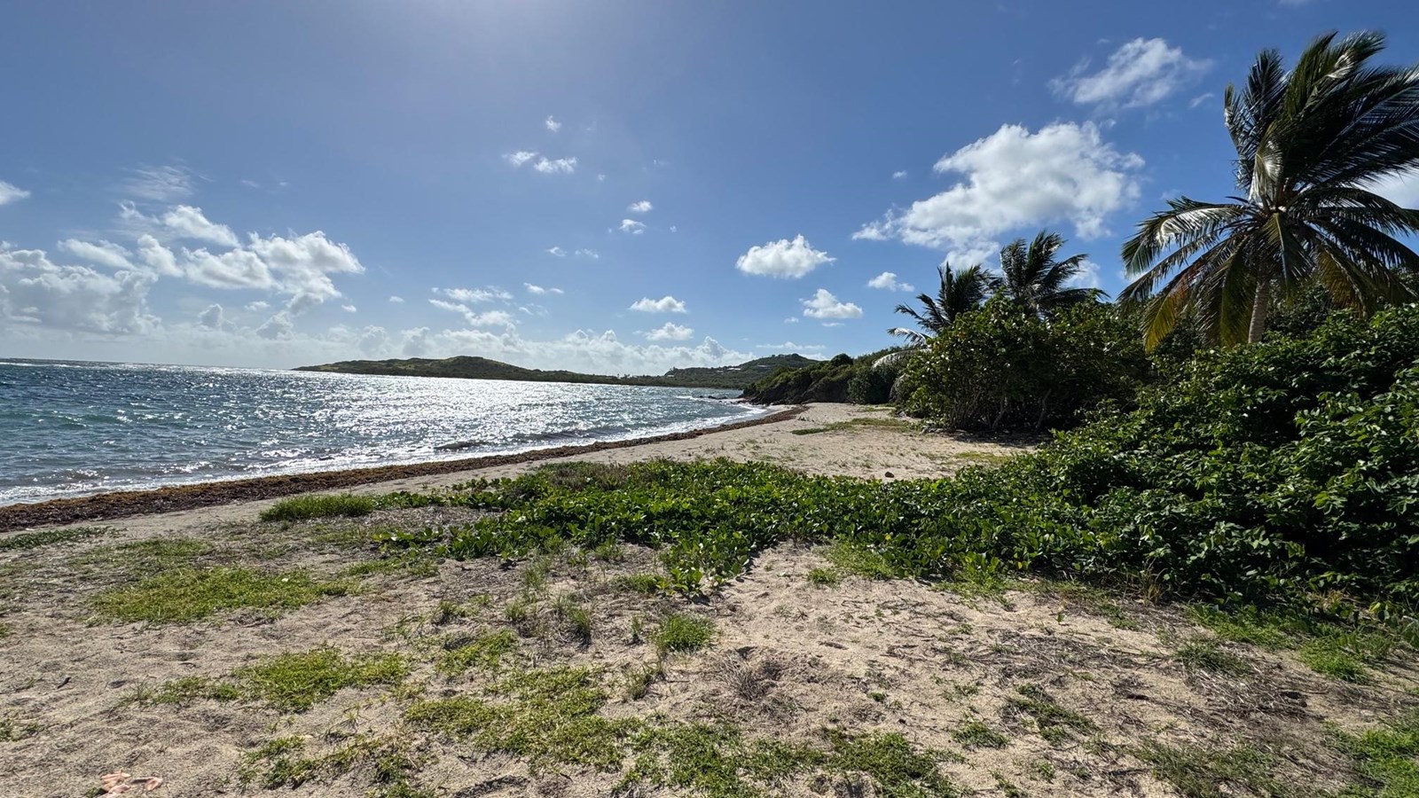 Sandy shoreline at Salt River Bay with low coastal vegetation, palm trees, and sparkling blue water 