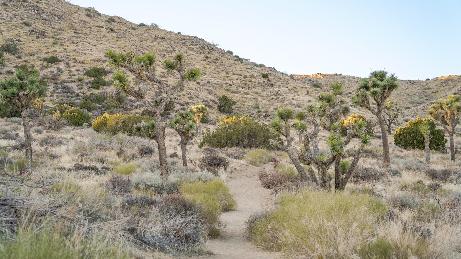 A group of Joshua trees stand near a dirt path surrounded by smaller shurbs and grasses.
