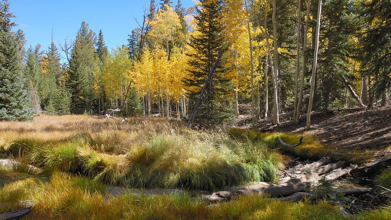 Golden Aspens on the banks of a shallow lake