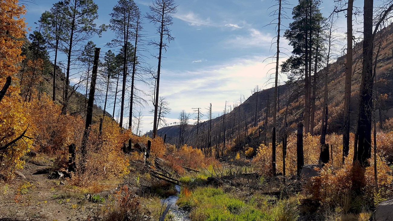 Fall colors in the backcountry of Bandelier