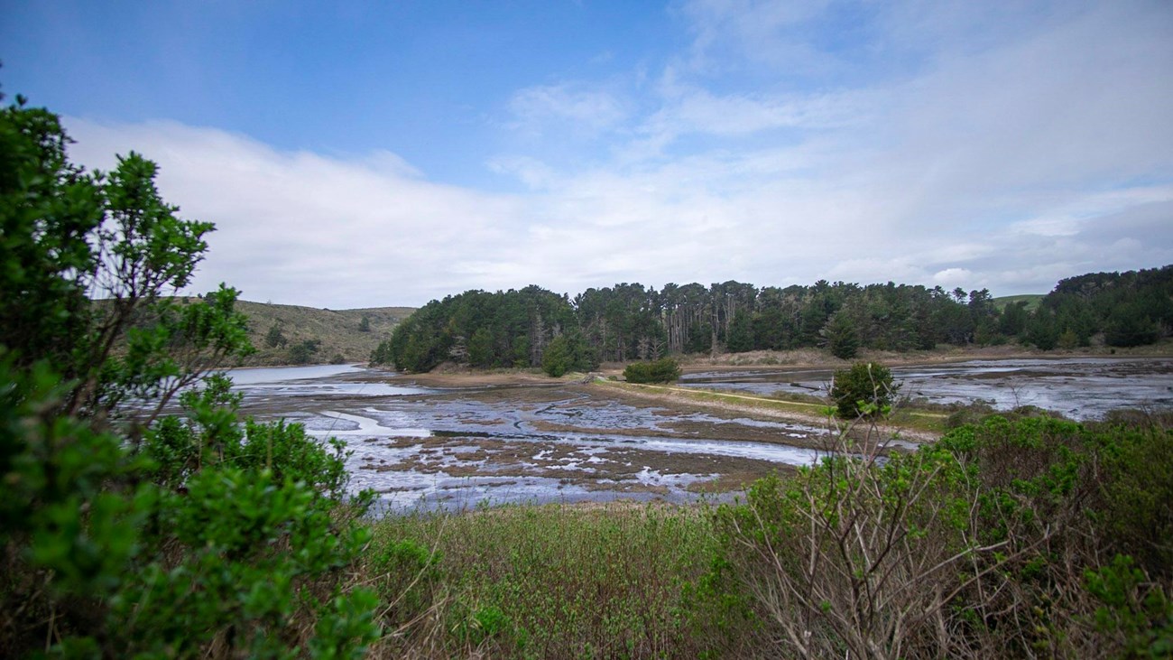 A dike cuts across a tidal marsh, with forest in the distance and shrubs in the foreground.