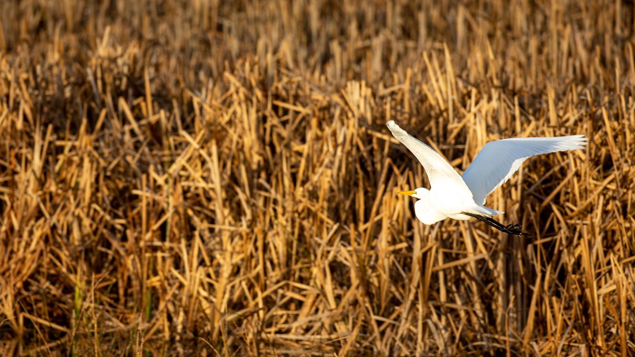 A white colored great egret mid-flight over the water in Rodeo Lagoon.