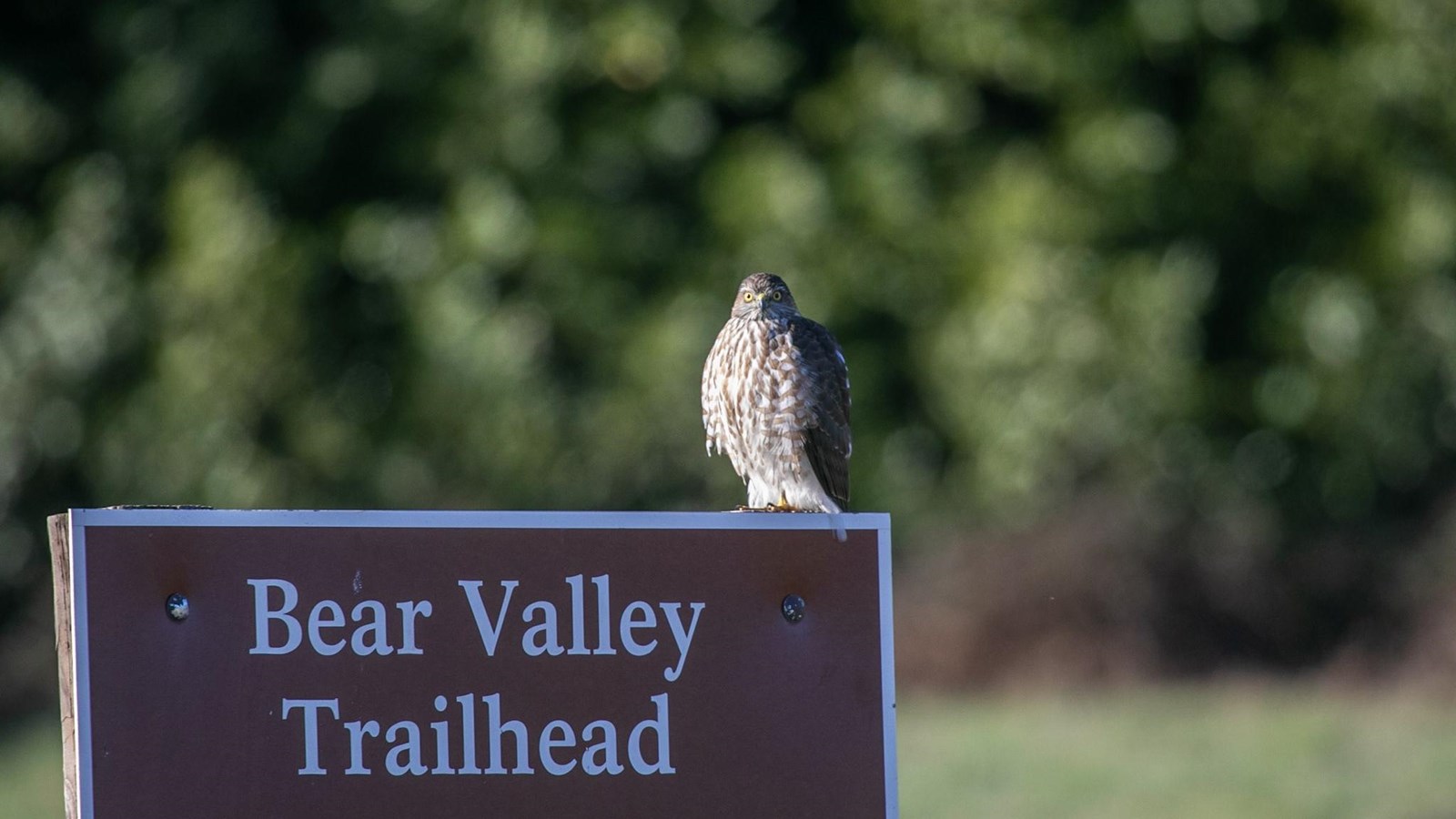 A small hawk with a white-spotted chest sits atop a brown sign that reads 