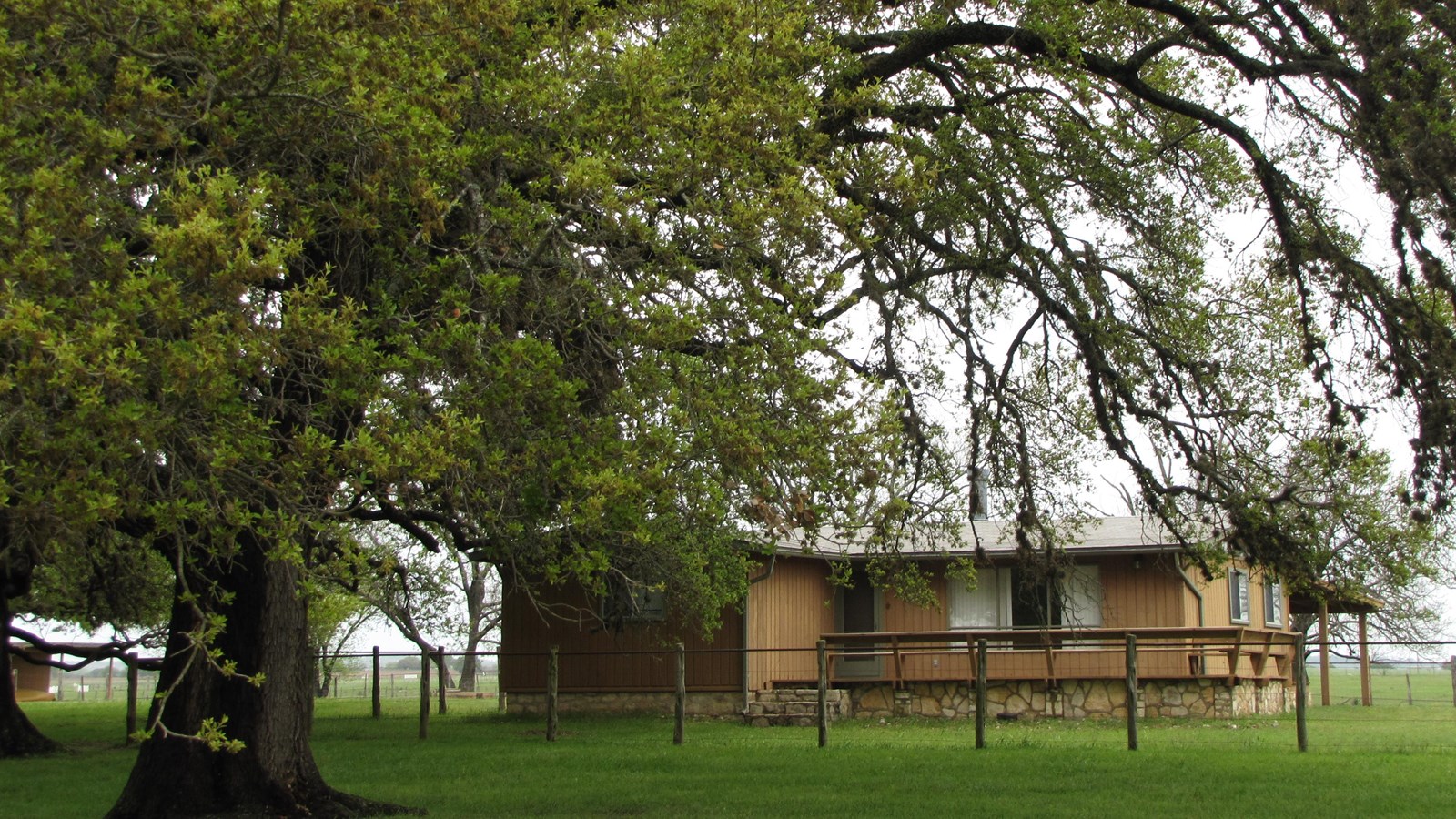 In the distance past a large live oak, there is a tan-colored ranch guesthouse with a fenced deck.