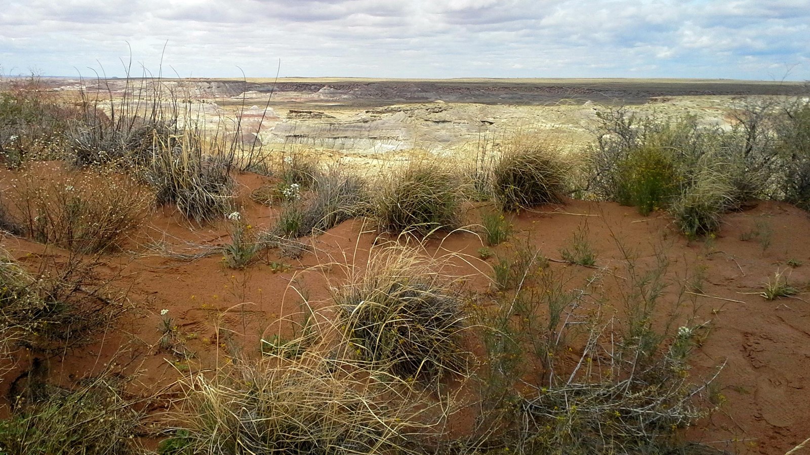 Sand dune in shadow with plants and wildflowers, sunlight background under some clouds.
