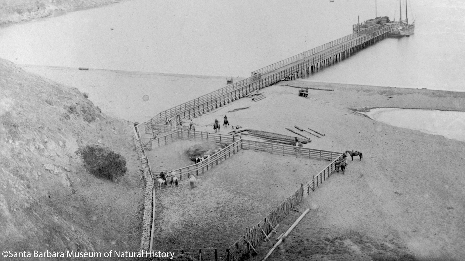 Cowboys loading cattle on pier with ship at the end.