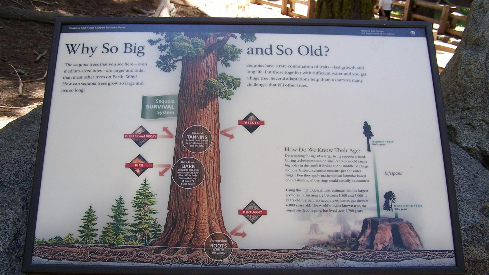 This outdoor exhibit shows why sequoia trees live so long and grow so fast