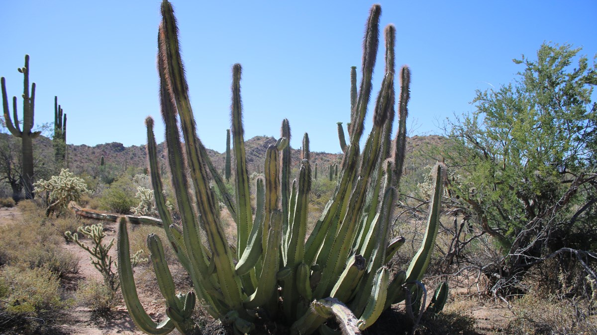 Large senita cacti growing in Senita Basin, part of Organ Pipe Cactus National Monument.