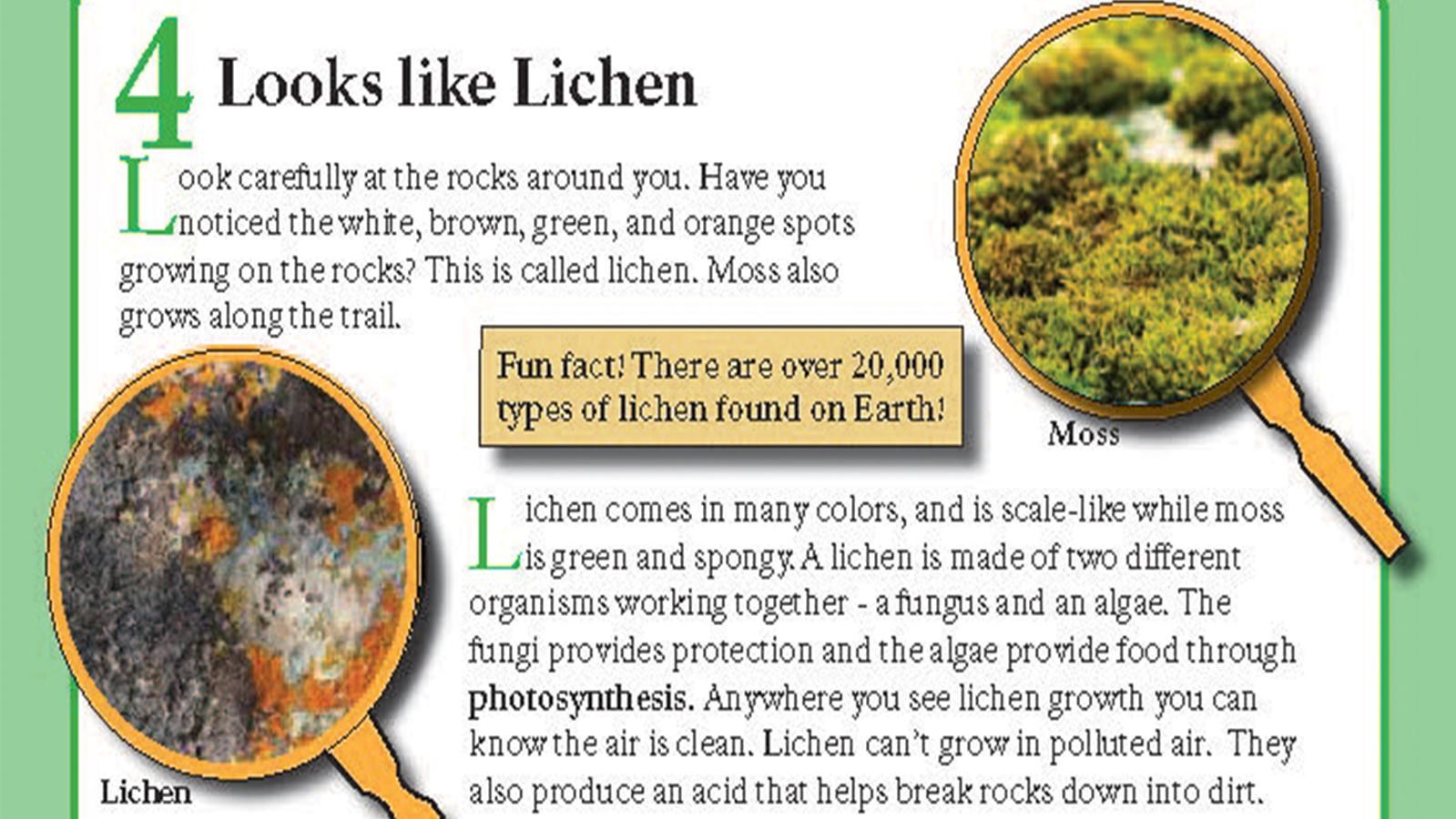 Two magnifying glasses, one looking at red lichen and the other looking at green moss.