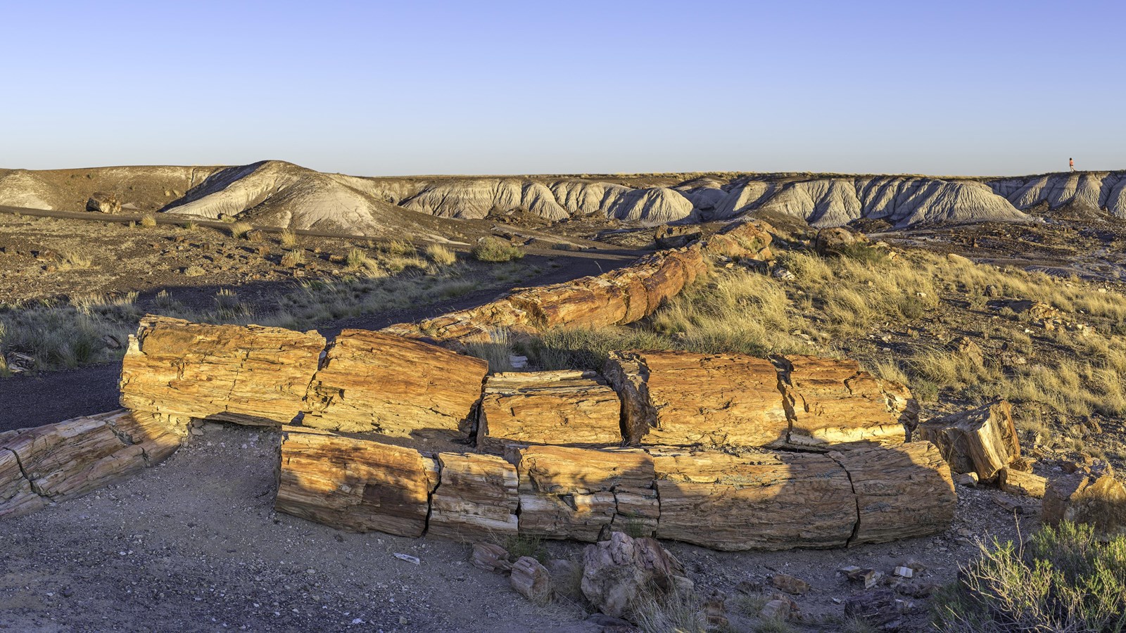 Large petrified logs along a trail under a twilight sky.