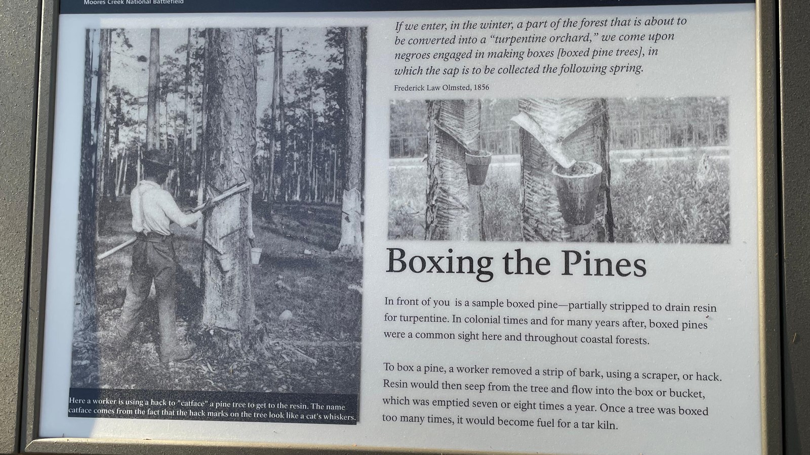 Wayside Exhibit entitled Boxing the Pines