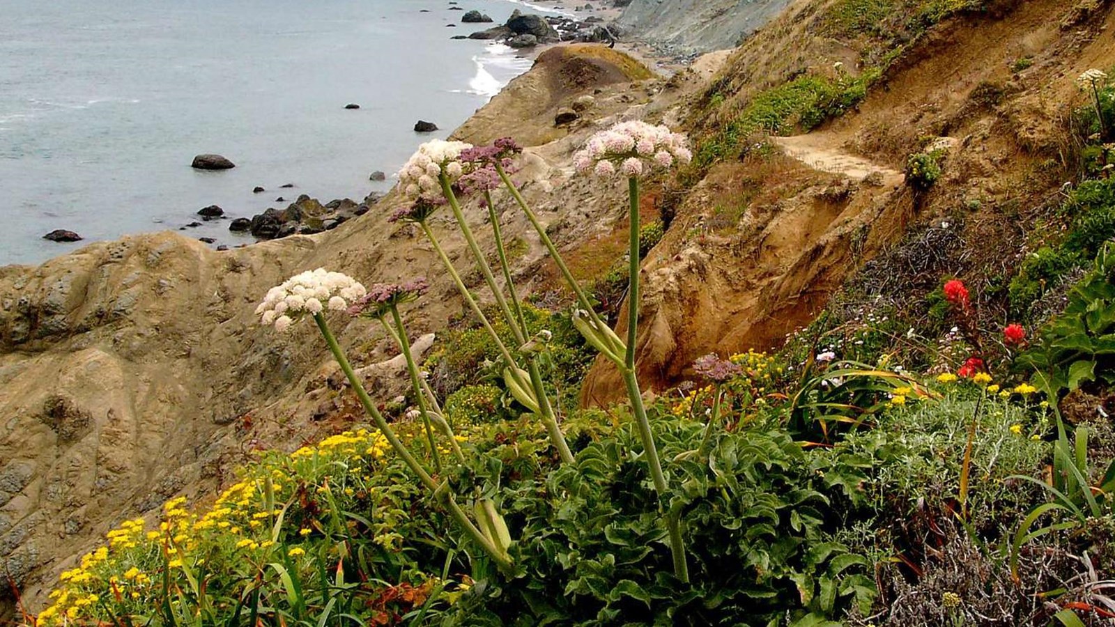  Wildflowers on the rocky coastal bluffs with Golden Gate Bridge partially in fog in background. 