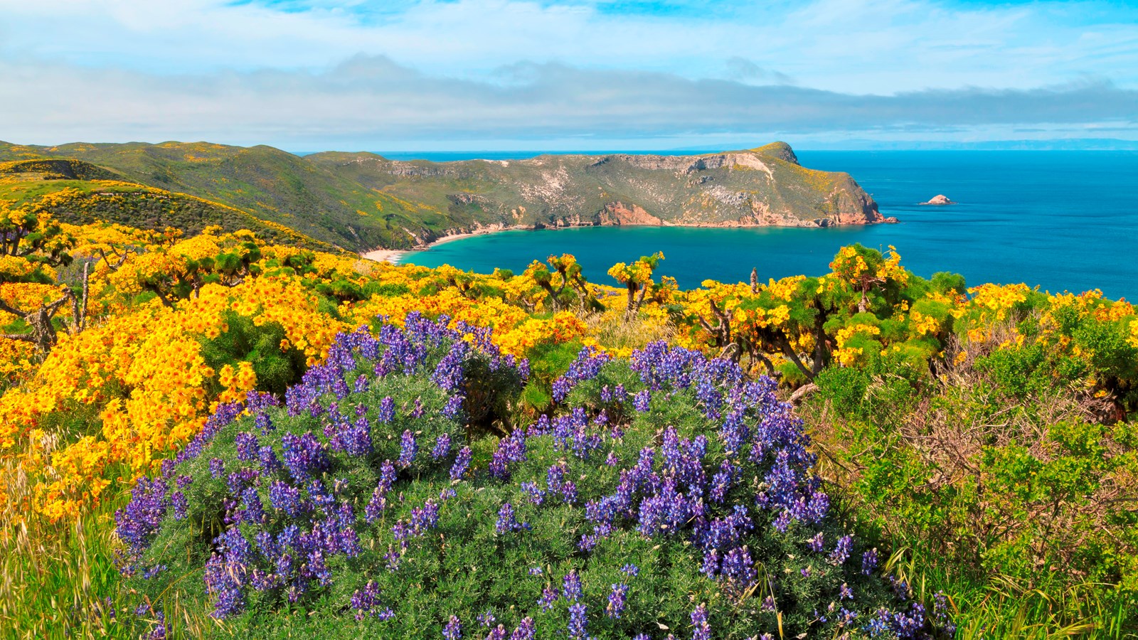 Diverse assemblage of native plants overlooking harbor with steep cliffs.