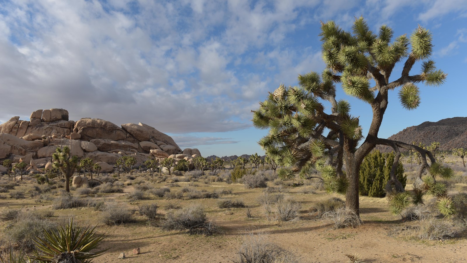 A large rock formation surrounded by Joshua trees and shrubs under light clouds.