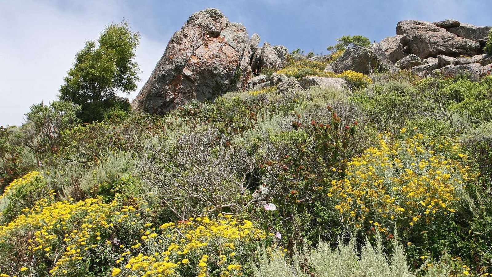 A view up a hill with rocky outcrop at top and scrub plants in front with yellow lizardtail flowers.